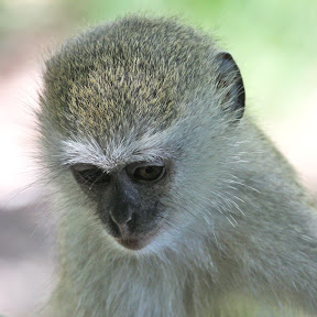 Vervet Juvenile, Zambia