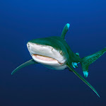 Oceanic whitetip shark 