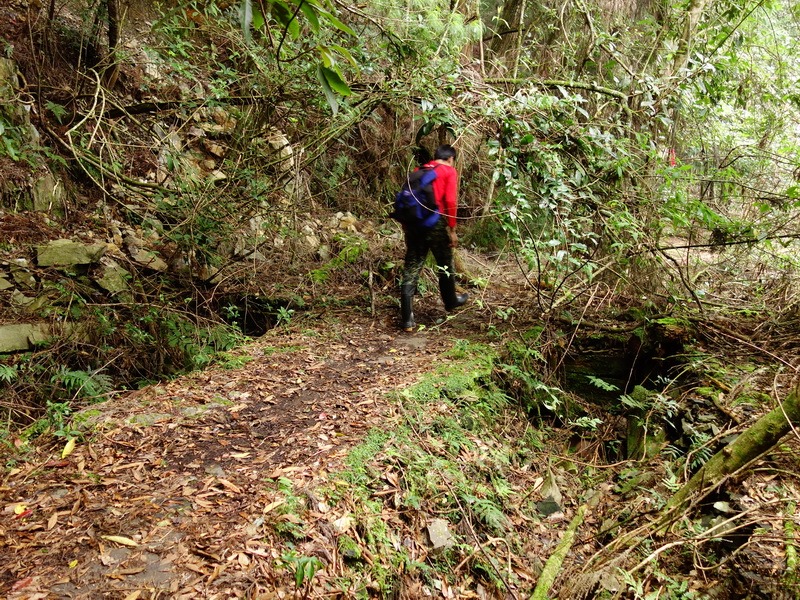 2013_1001-1003 八仙山馬崙山-2_065