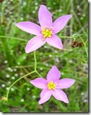 Marsh Pink flower