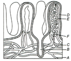 Human Digestive System