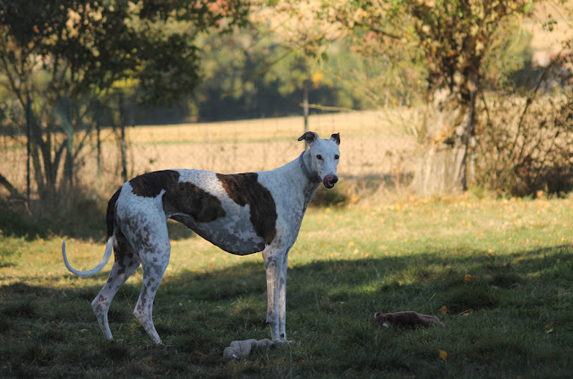 Les Greyhounds  IMG_2723%252520copie