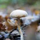 Psilocybe