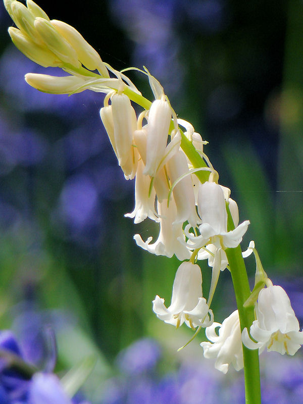 Bluebells