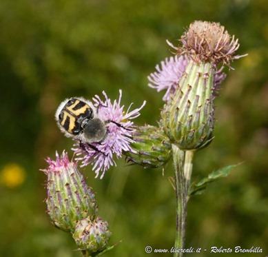 8_Trichius fasciatus_Ortanella-033 (FILEminimizer)