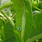 Carolina Anole