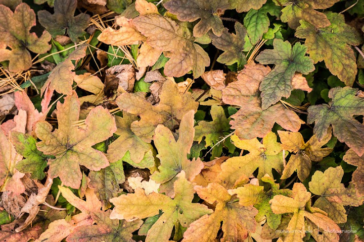 Tiarella Spring Symphony Tiarella-spring-symphony-131014-16rm