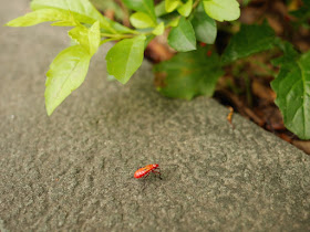 red insect with six white and two black spots in Fuzhou