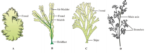 Algae (General)