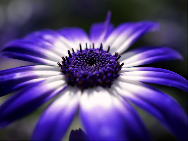 Close up picture of a beautiful flower for commercial use.