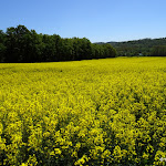 Champ de colza