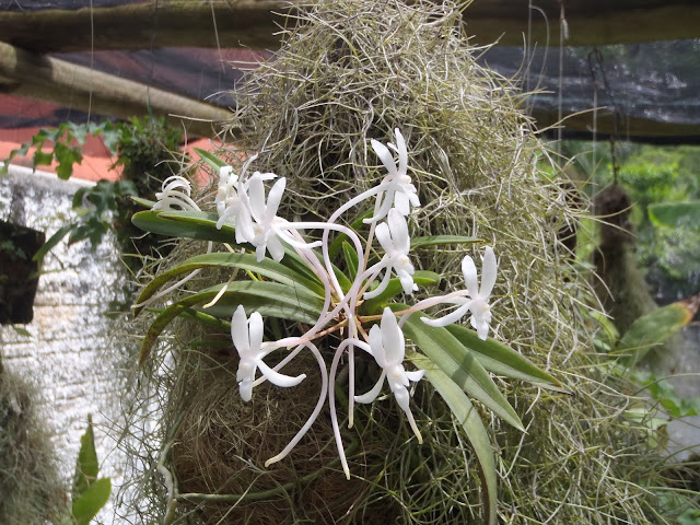 Neofinetia (Vanda) falcata PC140413