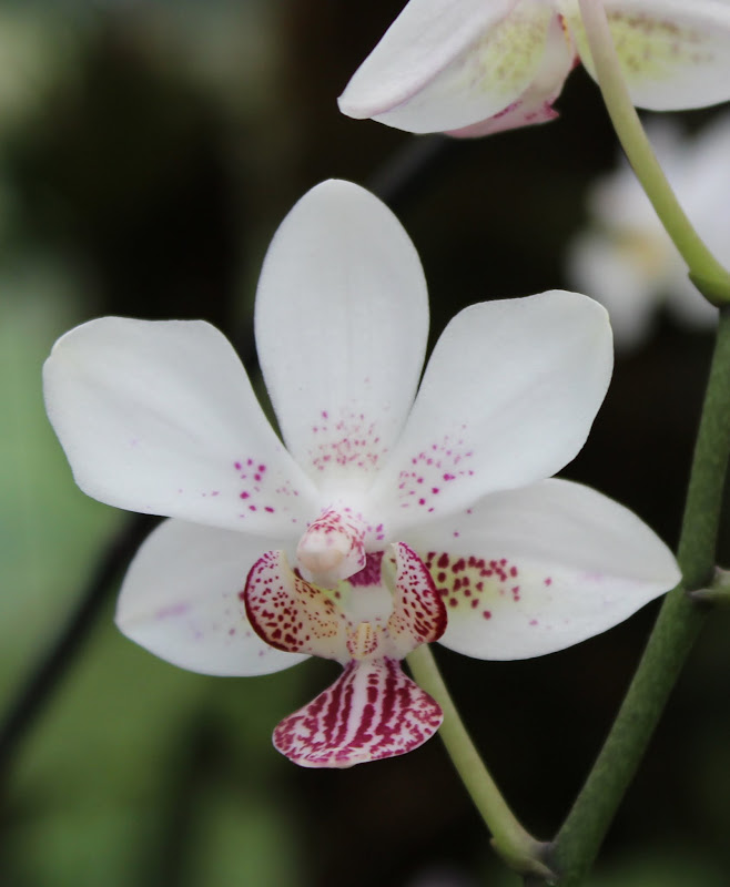 Phalaenopsis stuartiana x finleyi IMG_3505