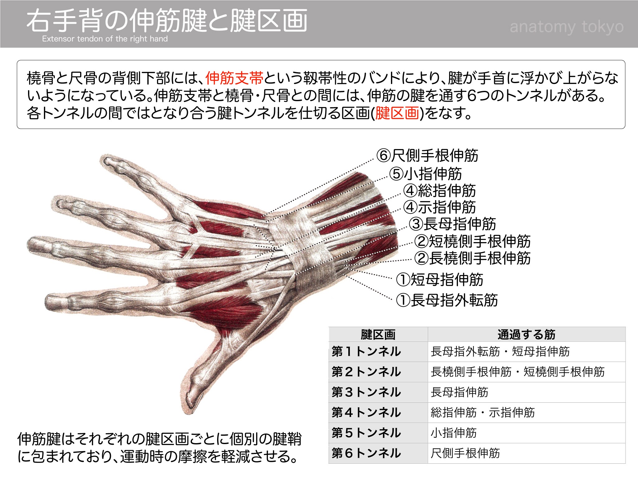 上肢の伸筋支帯下の6つの管と通過する腱との組合せで正しいのはどれか 14年 鍼灸 問題19 徹底的解剖学