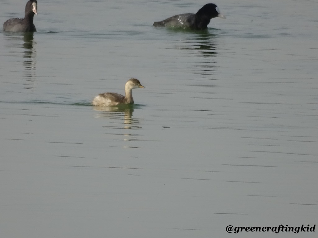 [Grebe%2520n%2520Coot%255B2%255D.jpg]