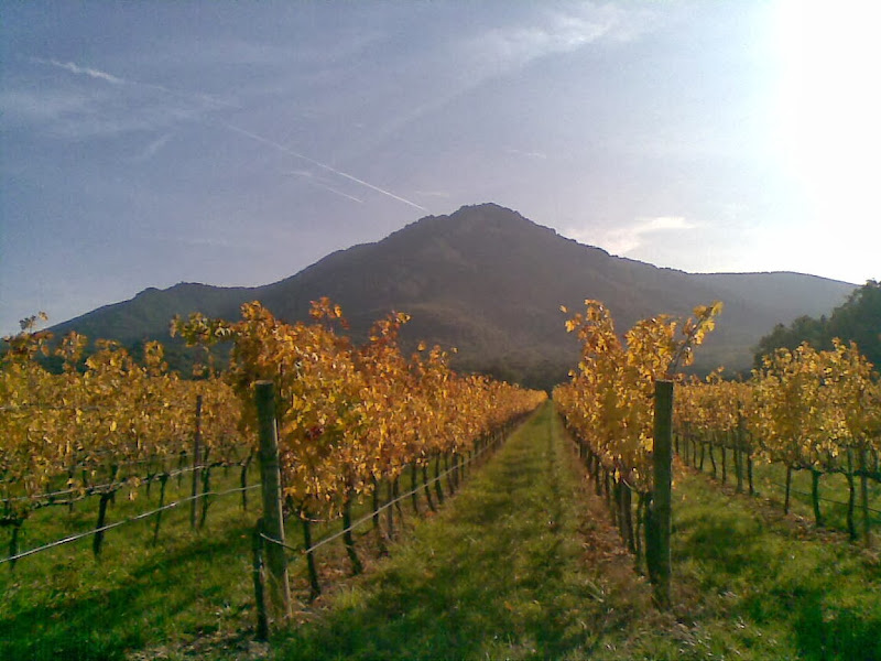 Hauptbild von Bodegas Pago de Larrainzar