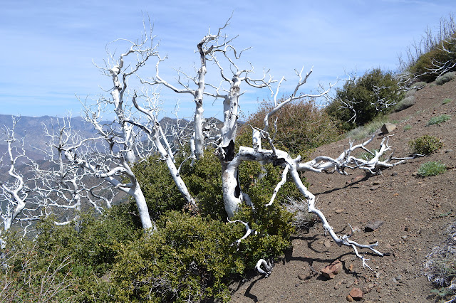 bleached trees that once burned