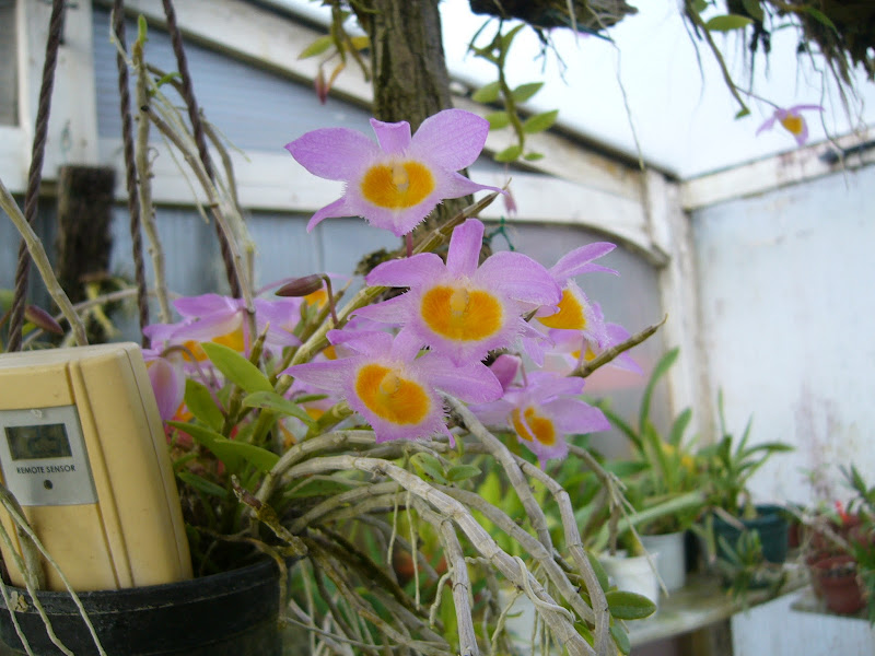 Dendrobium loddigesii P1080009