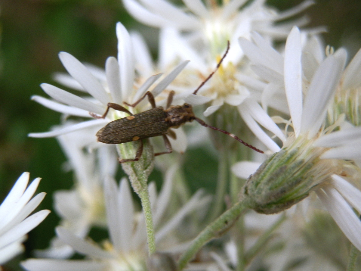 Longicorn beetle