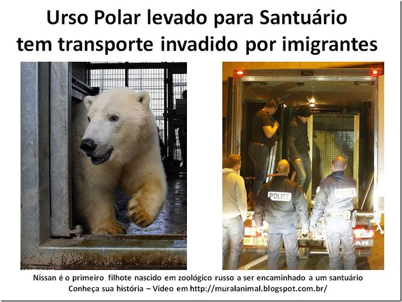 Urso Polar levado para Santuário