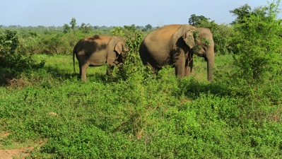 First Elephant in reserve