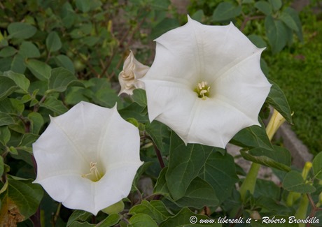 4_Datura-wrightii_005