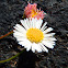 American fleabane