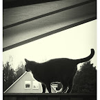 Alexis investigating the neighbourhood. 20120605-01-alexis-home.jpg
