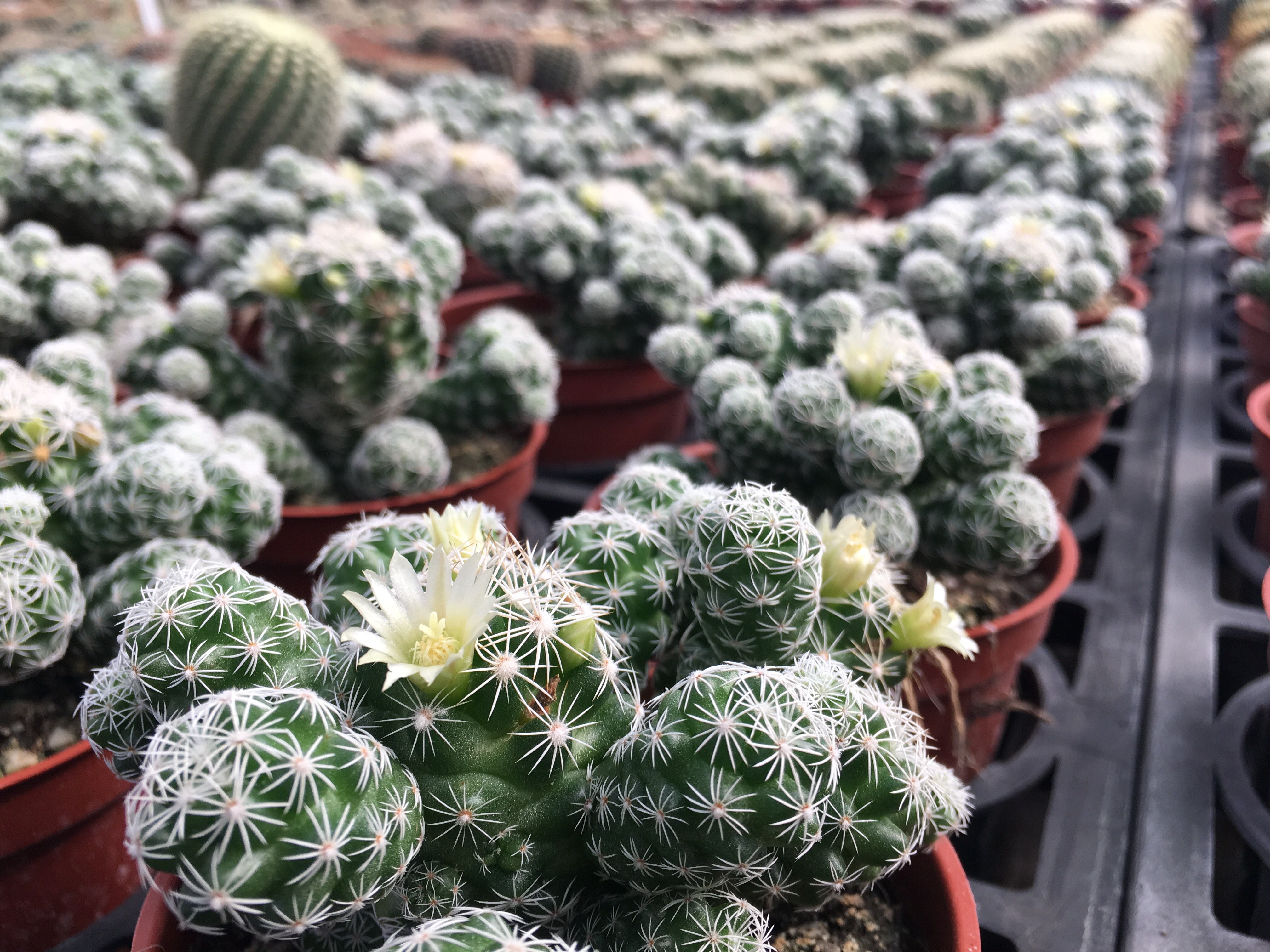 Sheng-Yuan Cactus Garden, Tianwei, changhua, taiwan