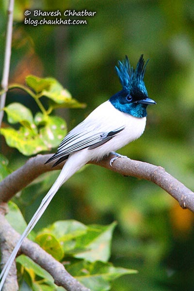 Asian Paradise Flycatcher