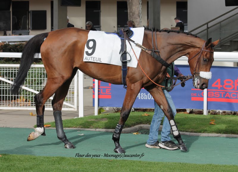 Photos Auteuil 7-11-2015 (48h de l'obstacle) IMG_6248