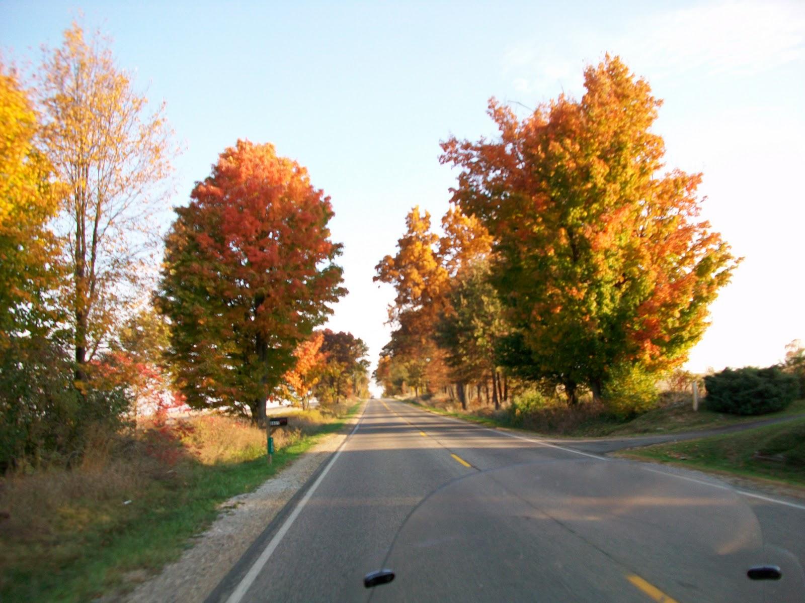 The leaves are starting to