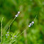 Slender Vervain