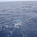 Blue Marlin 138.jpg