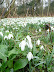 Dunwich snowdrops