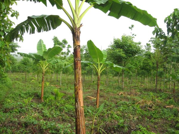 Our polyculture agroforestry plantations with plantains intercropped between rows of trees