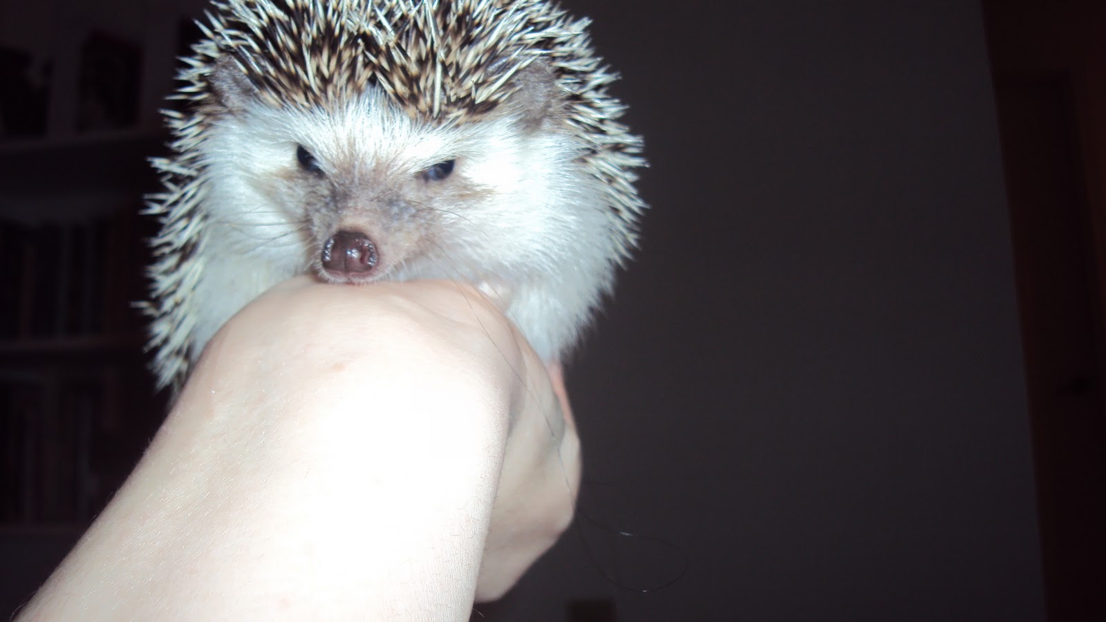 will power: Introducing Bruce Wayne the Hedgehog