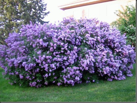 lilacs