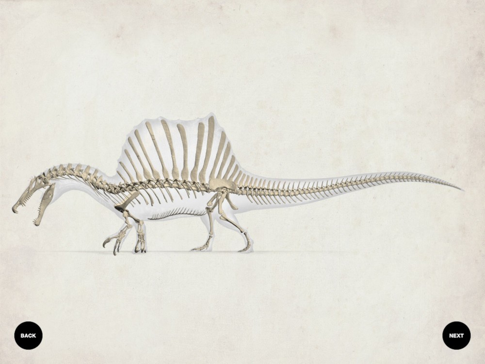 파일:external/s.ngm.com/building-spinosaurus-03-bones.jpg