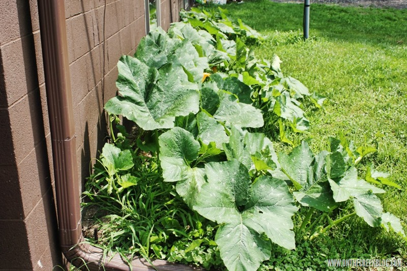 An unexpected pumpkin patch | On The Creek Blog // www.onthecreekblog.com