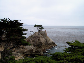 The Lone Cypress