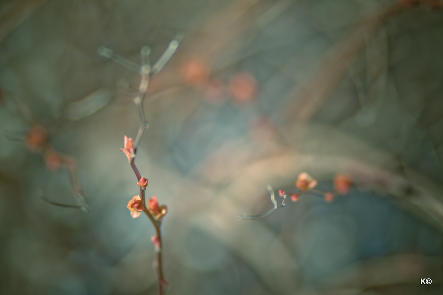 IMAGE: https://lh3.googleusercontent.com/-RNdJCcncW2M/T2swOYEGOqI/AAAAAAAAaMU/Usb9b3BNrXQ/s900/_MG_0672.jpg