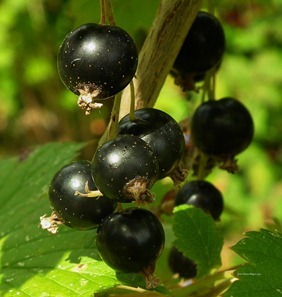 blackcurrant-219775_1280