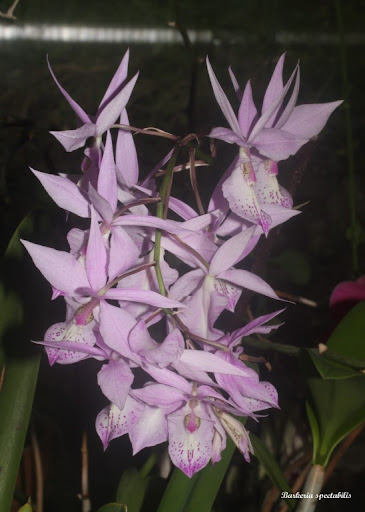 Barkeria spectabilis IMG_6015b%2520%2528Medium%2529