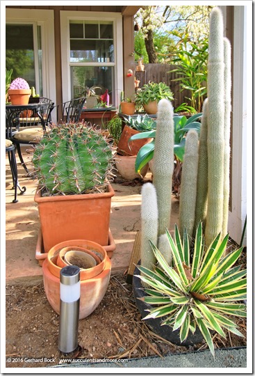  Giant Saguaro Cactus Seeds - 25 Seeds - Great for Bonsai :  Patio, Lawn & Garden