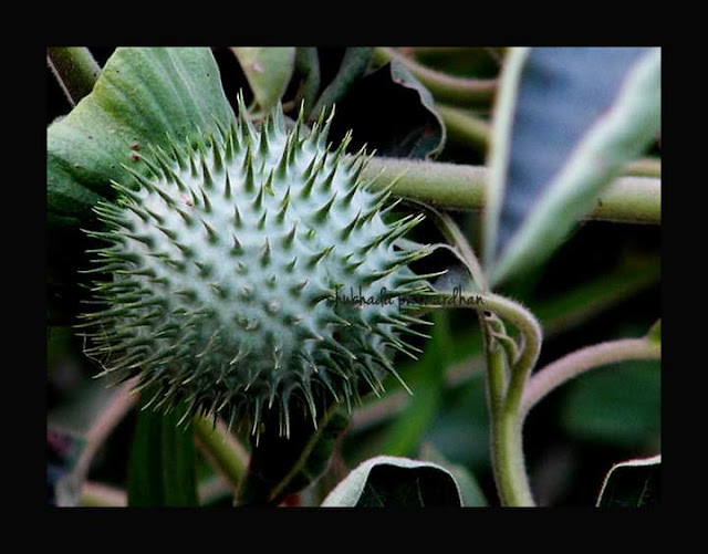 Datura innoxia, Pricklyburr, धोतरा, Pune Maharashtra India