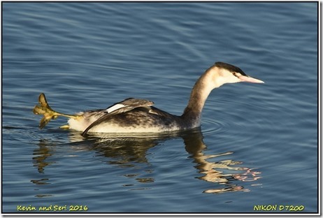 Draycote Waters - December