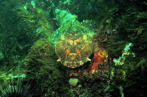 Mendocino Headlands State Park