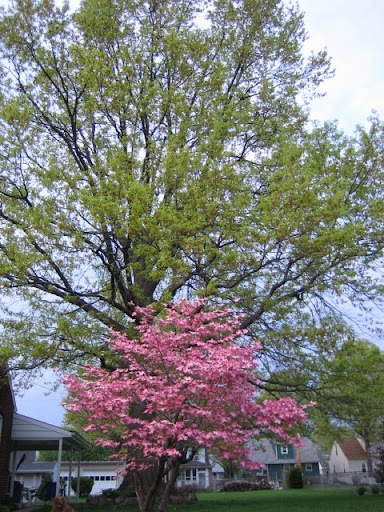 Dogwood+tree+berries+poisonous+to+dogs