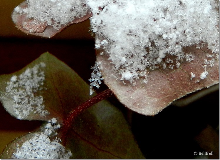 Jännerschnee 6 Jännerschnee 6